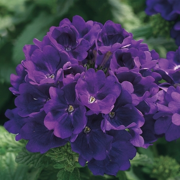 Verbena 'Blue' 