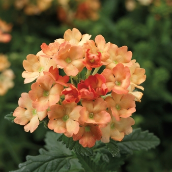 Verbena 'Apricot' 