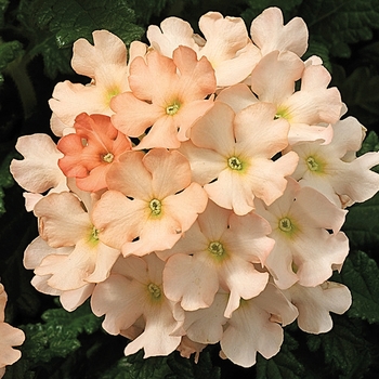 Verbena 'Peach' 