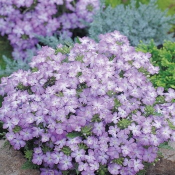 Verbena 'Lavender Picotee' 