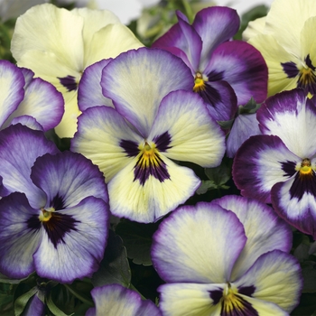 Viola x wittrockiana 'Blue Picotee Shades' 