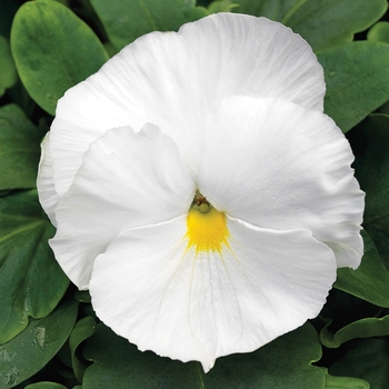 Viola x wittrockiana 'White Hot' 
