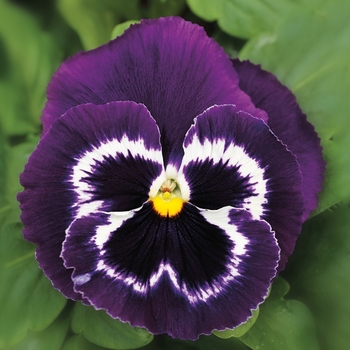 Viola x wittrockiana 'Viva La Violet' 