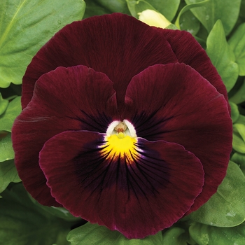 Viola x wittrockiana 'Rocky Rose' 