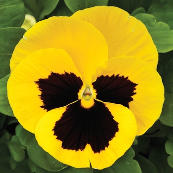 Viola x wittrockiana 'Queen Yellow Bee' 