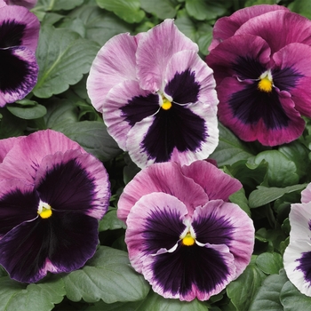 Viola x wittrockiana 'Pink Berry' 