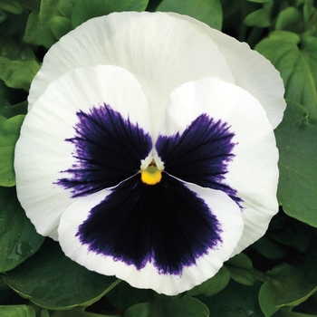 Viola x wittrockiana 'Glamarama White' 