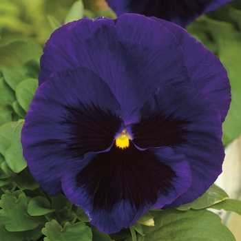 Viola x wittrockiana 'Deep Blue Dazzle' 