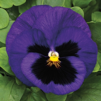 Viola x wittrockiana 'Blu-ti-ful' 