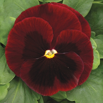 Viola x wittrockiana 'Big Red' 