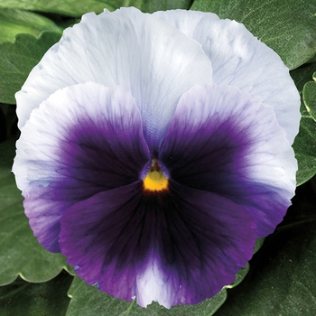 Viola x wittrockiana Spring Matrix™ 'Beaconsfield'