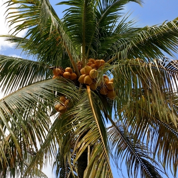 Cocos nucifera 