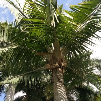 Ravenea rivularis '' (117724)