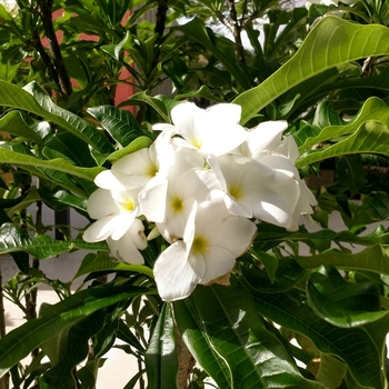 Plumeria 