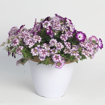 Combination Planter 'Purple Berry™ Mix' 