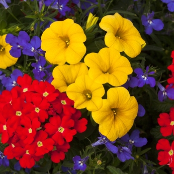 Combination Planter 'Primary Perfection™ Mix' 