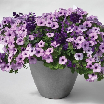 Combination Planter Kwik Kombos™ 'Plum-tastic™ Mix'