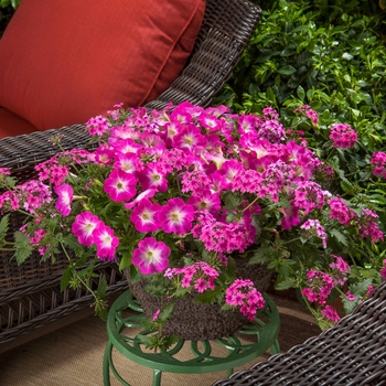 Combination Planter Kwik Kombos™ 'Pink Patio™ Mix'