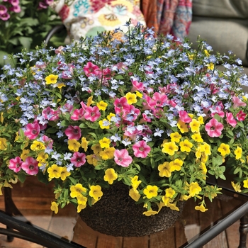 Combination Planter 'Pink Lemonade™ Mix' 