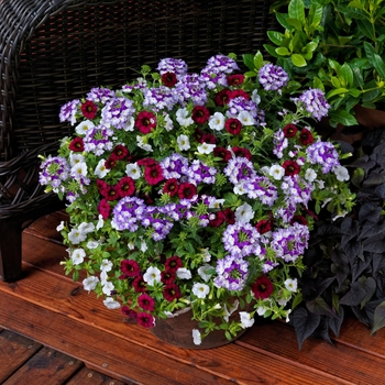 Combination Planter Kwik Kombos™ 'Old Glory™ Mix'