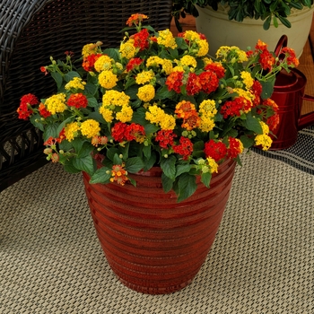 Combination Planter Kwik Kombos™ 'I Like It Hot™ Mix'