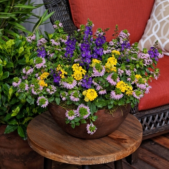 Combination Planter 'Grand Finale™ Mix' 