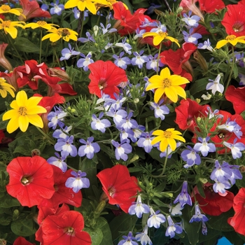 Combination Planter 'Fire and Ice™ Mix' 