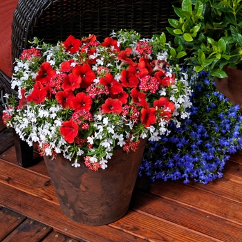 Combination Planter 'Effortless Beauty™ Mix' 