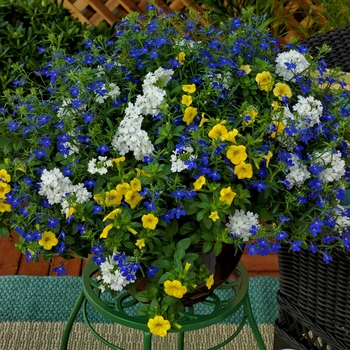 Combination Planter Kwik Kombos™ 'Curb Appeal™ Mix'