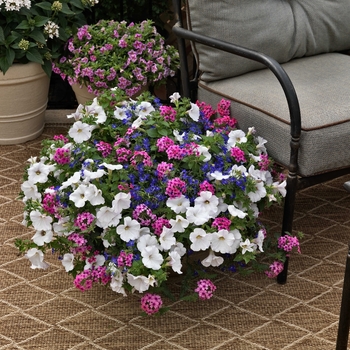 Combination Planter 'Cherry Blossom™ Mix' 