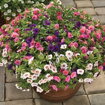 Combination Planter Kwik Kombos™ 'Callie® Pink Bliss™ Mix'