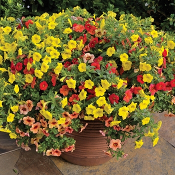 Combination Planter 'Callie® Color Wheel™ Mix' 