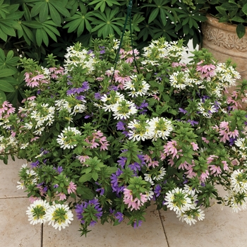 Combination Planter Kwik Kombos™ 'Bombay® Summer Sparkler™ Mix'