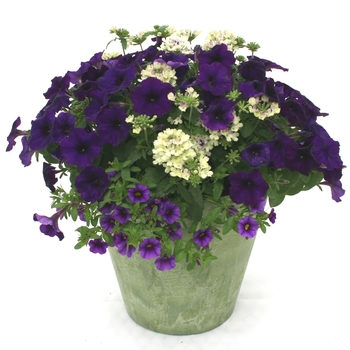 Combination Planter Kwik Kombos™ 'Blue Breeze™ Mix'