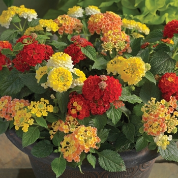 Combination Planter 'Bandana® Lemon Squeeze™ Mix' 