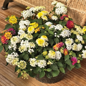 Combination Planter 'Bandana® Lemon Meringue™ Mix' 