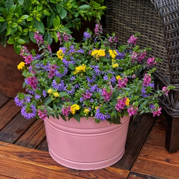 Combination Planter Kwik Kombos™ 'Summerfun™ Mix'