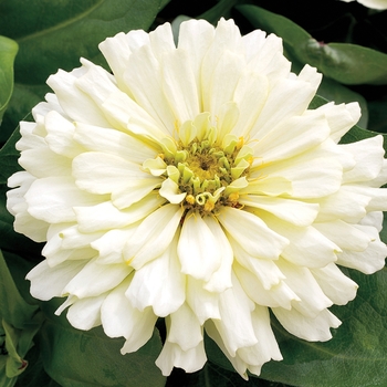 Zinnia elegans 'White' 