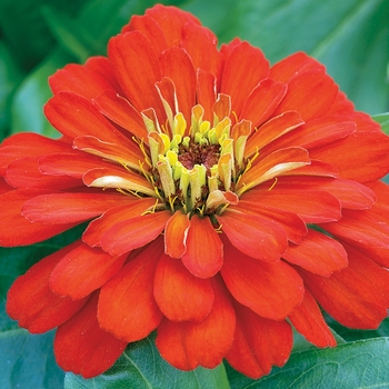 Zinnia elegans 'Scarlet' 