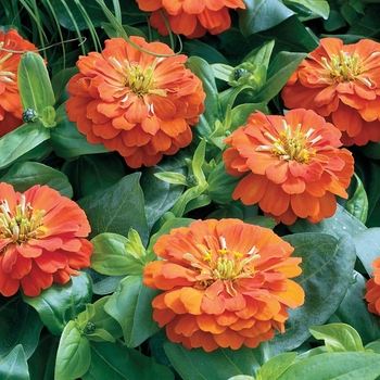 Zinnia elegans 'Orange' 