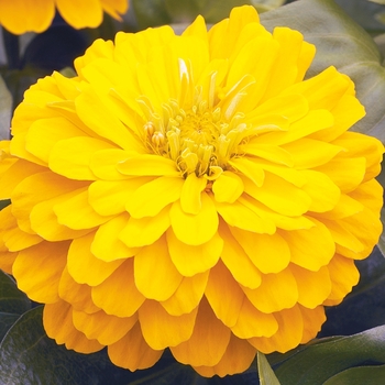 Zinnia elegans 'Gold' 