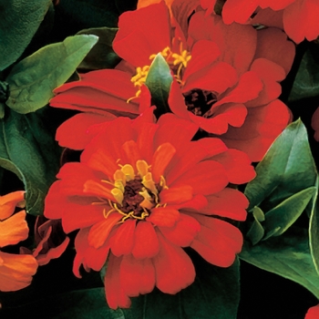 Zinnia elegans Short Stuff™ 'Deep Red'