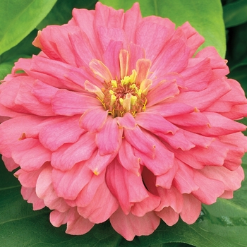 Zinnia elegans Short Stuff™ 'Coral'