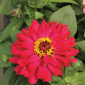 Zinnia elegans 'Cherry Shades' 