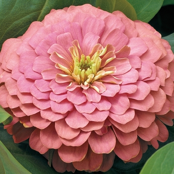 Zinnia elegans Magellan™ 'Salmon'