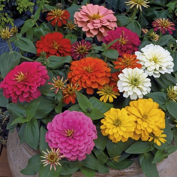 Zinnia elegans 'Mix' 