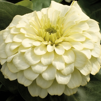 Zinnia elegans 'Ivory' 