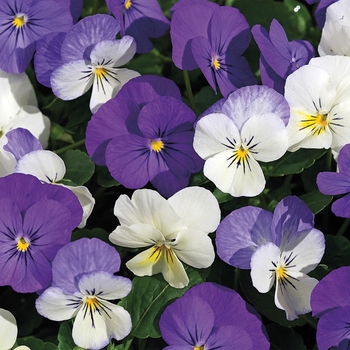 Viola cornuta 'Winter Mix' 