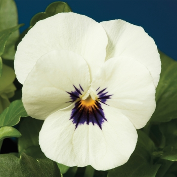 Viola cornuta Penny™ 'White Blotch'