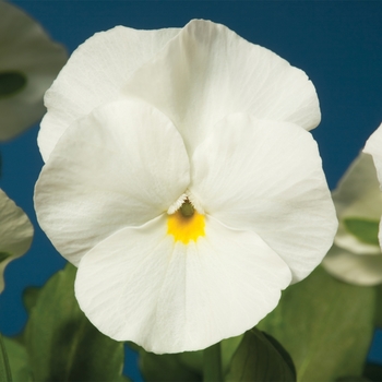 Viola cornuta Penny™ White